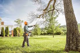 How Our Tree Care Process Works  in Erie, IL